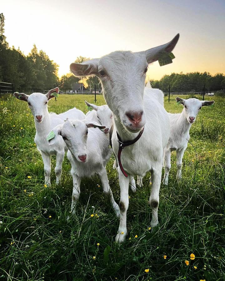 Pipowagens Bij Pannenkoekenrestaurant & Camping De Koppenjan 'Een Uniek Verblijf Met Kinderspeelboerderij' Jubbega-Schurega Exterior photo