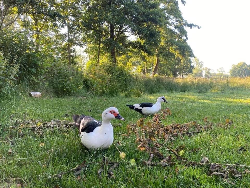 Pipowagens Bij Pannenkoekenrestaurant & Camping De Koppenjan 'Een Uniek Verblijf Met Kinderspeelboerderij' Jubbega-Schurega Exterior photo